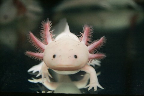 A photo of the axolotl, a Mexican salamander. The animal is seen from the front, it is pale whitish with three pink gills on each side of the head. 