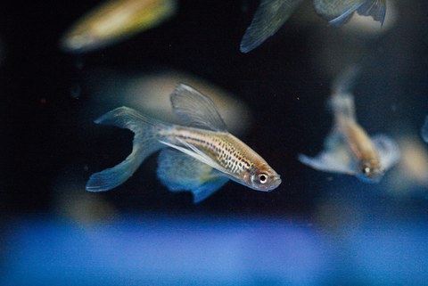 An image of a swimming fish. Other fish are visible blurred in the background.