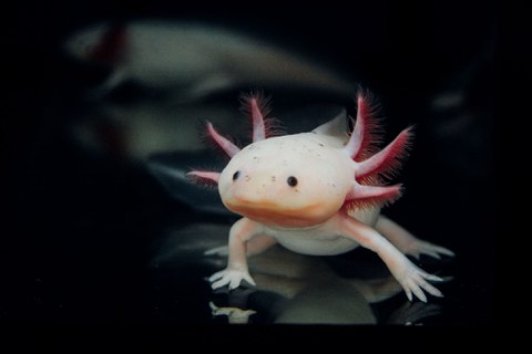 A photo of the axolotl, a Mexican salamander. The animal is pale whitish with three pink gills on each side of the head.