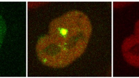 Mit Hilfe von Laser-Mikrobestrahlung werden zwei Proteine zur Stelle mit DNA-Schäden herbeigerufen