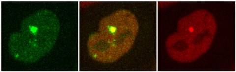 Mit Hilfe von Laser-Mikrobestrahlung werden zwei Proteine zur Stelle mit DNA-Schäden herbeigerufen