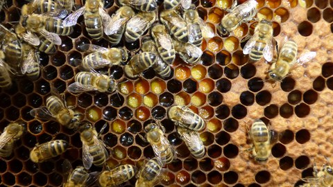 Bienenstaat