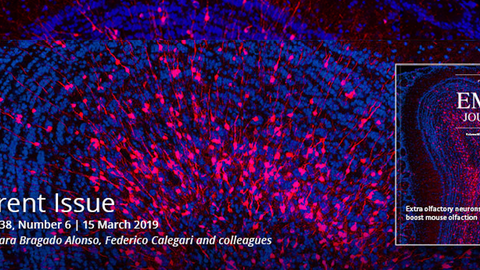 Cover des EMBO Journals