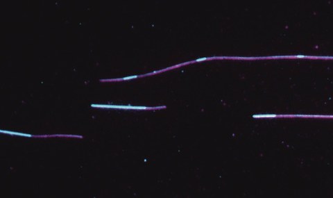 Tau (cyan) island formation on microtubules (magenta) in vitro