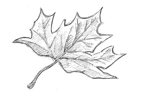 Structure/Surface of a green leaf