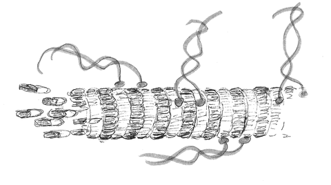 Network of ropes