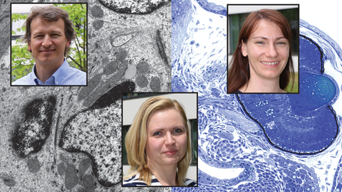 The Electron Microscopy and Histology Team