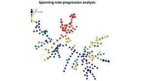 Illustration of cellular hierarchies with spanning-tree progression analysis (SPADE) between blood cell populations defined by the expression of a 10-marker panel.