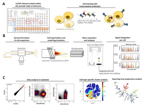 The established mass cytometry workflow consists of (A) Antibody labelling and cell staining, (B) CyTOF technique and (C) high-dimensional data analysis.