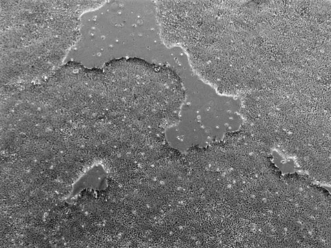 Phase Contrast image of CRTDi011-B hiPSC line