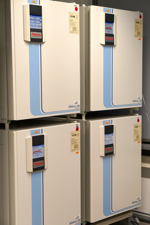 Cell culture incubators Heracell™ 150i (ThermoFisher Scientific) 