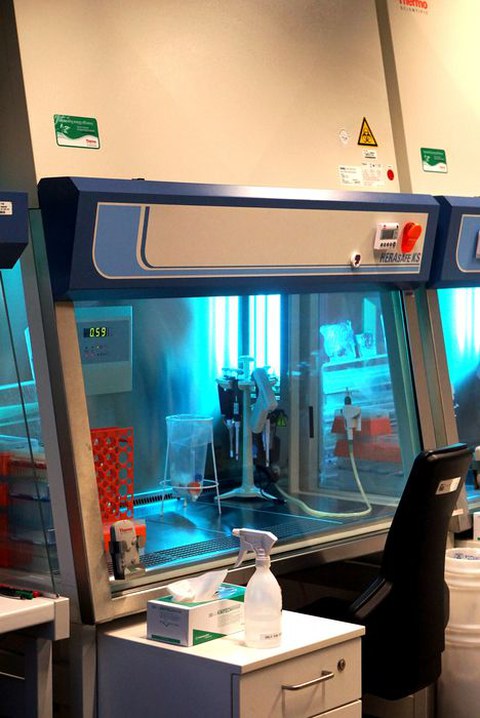  biologische Sicherheitswerkbank Herasafe™ KS (ThermoFisher Scientific) 