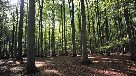 Foto: Sonnendurchfluteter Laubwald