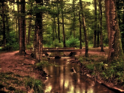 Ein Wald mit einem Fluss