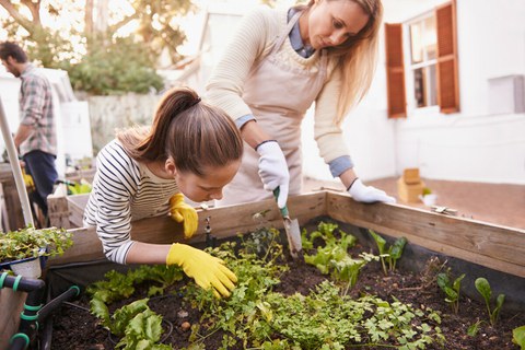 Das Foto zeigt zwei Frauen, die in einem Beet im Garten Gemüse anbauen.