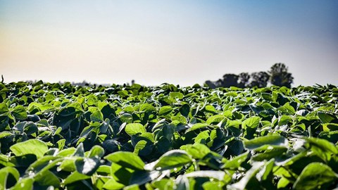 Feld, Plantage, Landwirtschaft