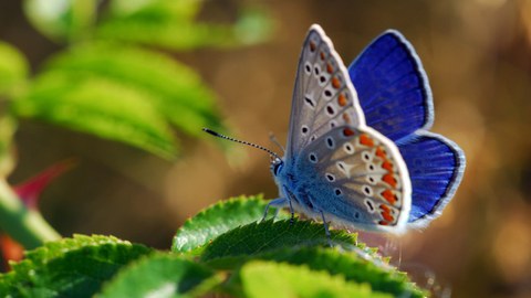 biodiversity