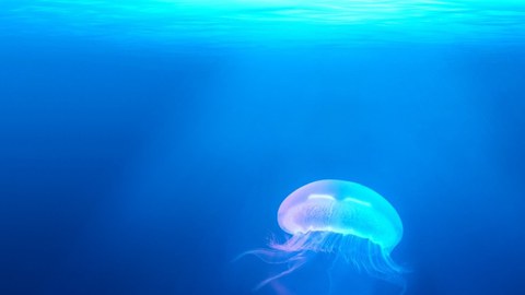 Sustainable Blue Economy Partnership