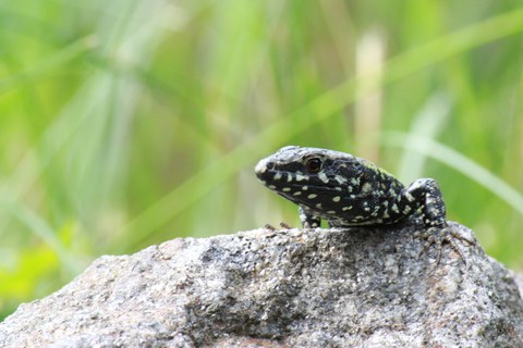 Lizard