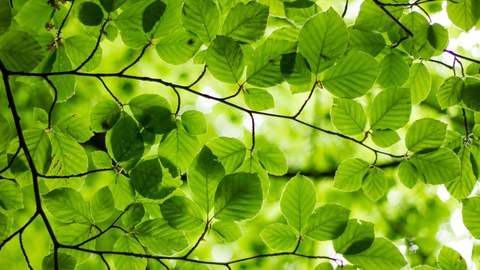 Blätter Baum