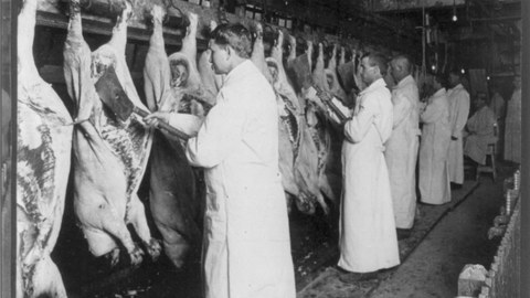 Splitting backbones and final inspection, Chicago 1906
