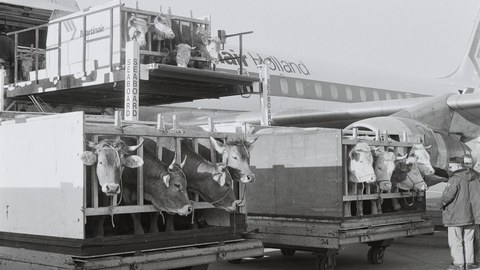 Lufttransport von Rindern