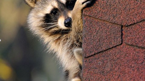 Waschbär_Kopf