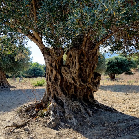 Baum in Syrien