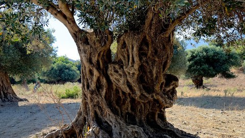 Baum in Syrien