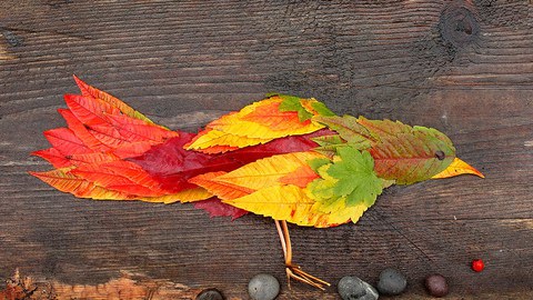 Ein Vogel bestehend aus bunten Herbstblättern