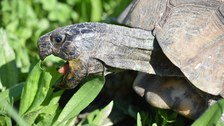 Schildkröte im Moment, als sie in ein Blatt beißt