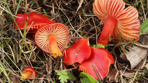Prächtiger Saftling (Hygrocybe cf. splendidissima)