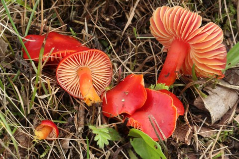Prächtiger Saftling (Hygrocybe cf. splendidissima)
