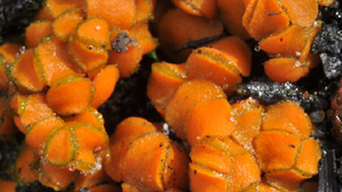 Breitsporiger Brandstellenbecherling Anthracobia platyspora Karich, R. Ullrich & Van Vooren