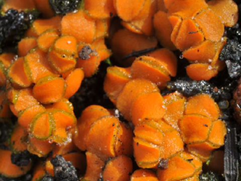 Breitsporiger Brandstellenbecherling Anthracobia platyspora Karich, R. Ullrich & Van Vooren
