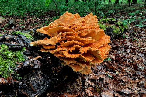 Pilz auf einem absterbenden Baumstamm