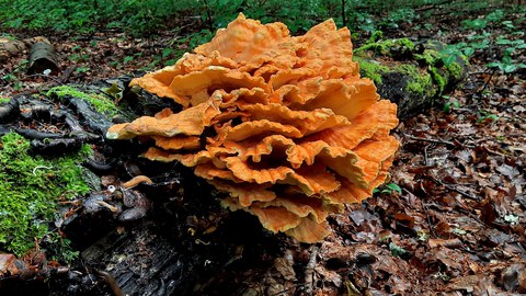 Pilz auf einem absterbenden Baumstamm