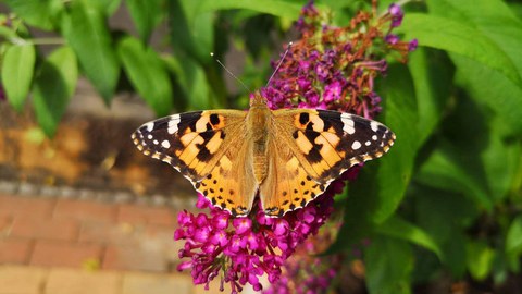 An orange butterfly stops on flowers