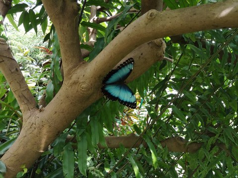 A blue butterfly on the tree