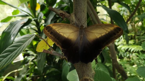 A butterfly stops on the tree