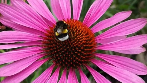 A bee stops on a red flower