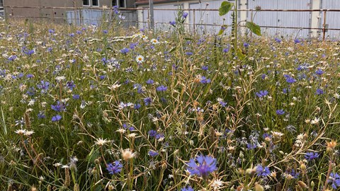 Flower meadow at TU Dresden