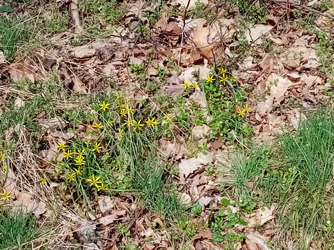 Wildflowers in the field