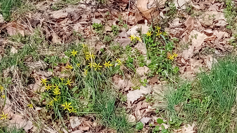 Wildblumen auf dem Feld