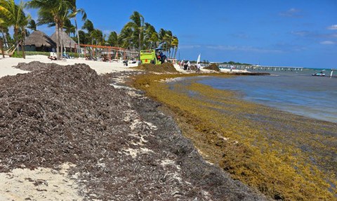 Project MAYA-CO2 Beach in Yucatán, Mexico