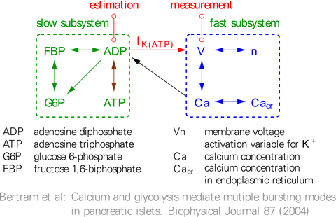 Cell model (chemical)