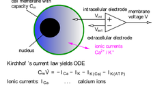 Cell model (measurements)