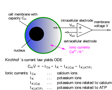 Cell model (measurements)