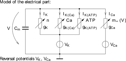 Cell model