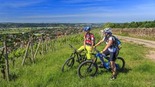 Mountainbiker in den Weinbergen